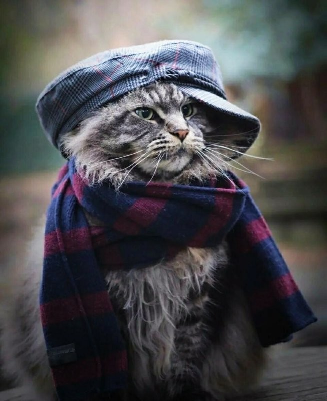 Ну грусти, Китти... Джентльмен уже спешит к тебе