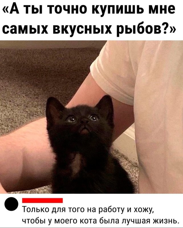 Я сегодня по кошечкам)