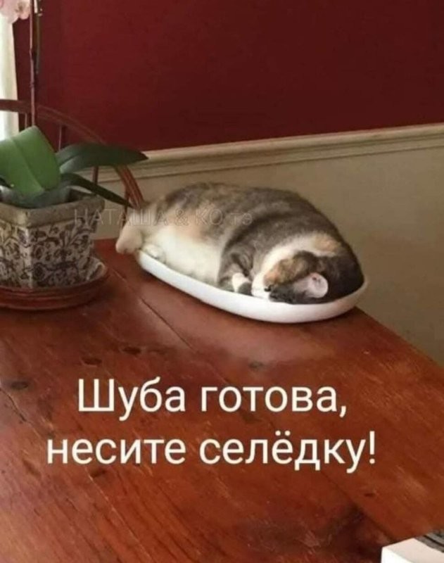Солянка от 31.12.2025