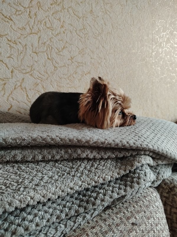 Плед как у меня!