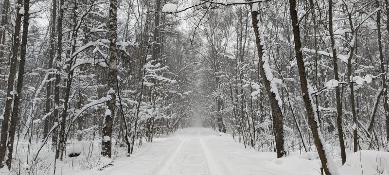 Я героически прошел 500 метров (150 из них по лесу)