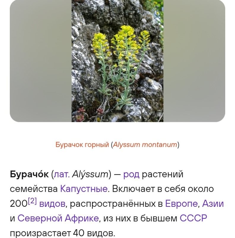 И тут жертвы егэ , дебилы не понимающие, что пишут. Буряк - славянское название свеклы , очень распространено в/на украине. Хотя я всегда знал другое окончание ... кидает шапку , а це пид помидоры.
А вот бурачки.