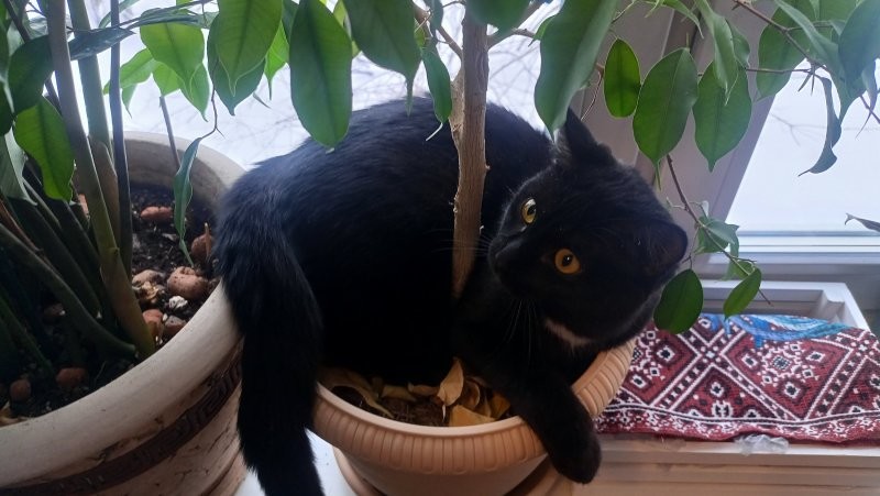 Солянка от 28.01.2026