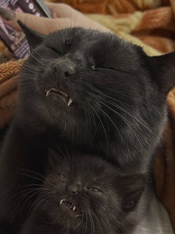 Солянка от 04.02.2026