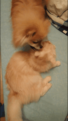 Собакены vs котики