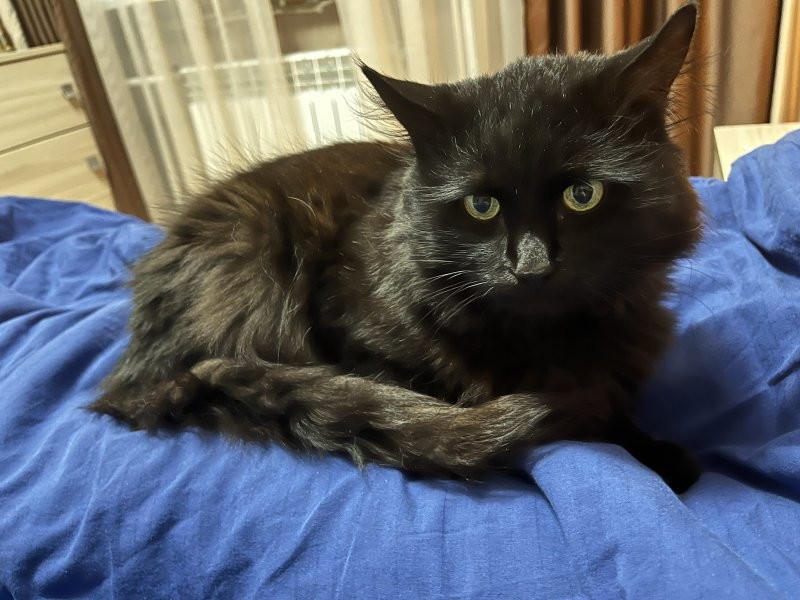 Мурр-терапия)