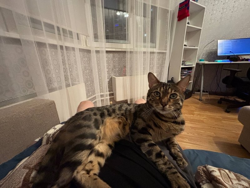 А нам уже почти шесть годиков 
Был такой, а теперь вот конь 7,5 кг 

Фото почему то не поворачивается, виснет и всё