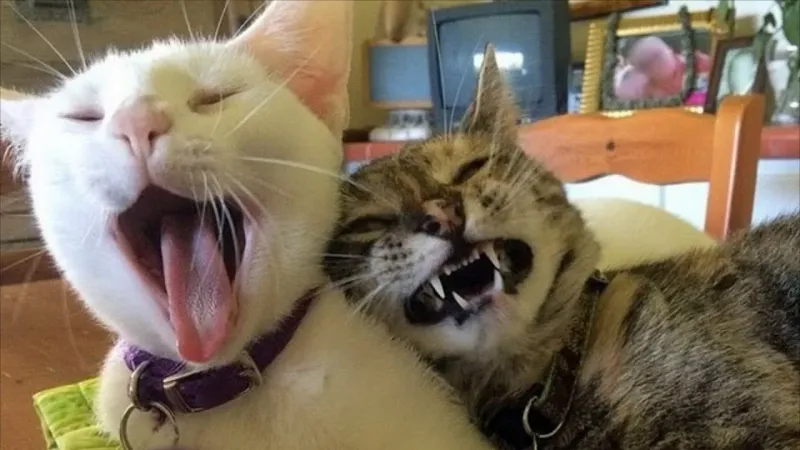 Все сабаки дураки