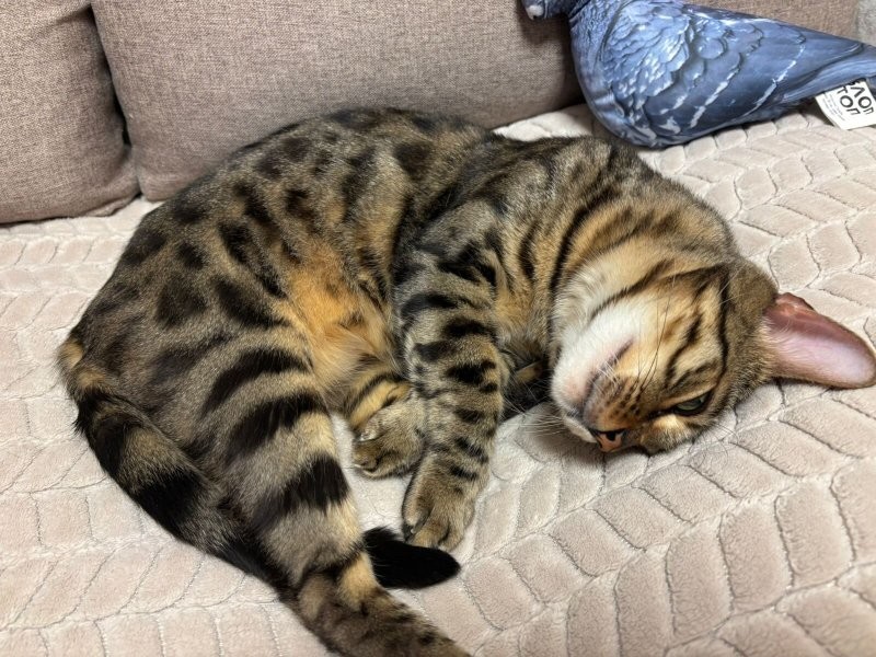 Солянка от 21.02.2026