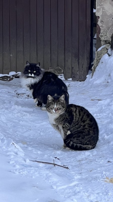 Солянка от 21.02.2026