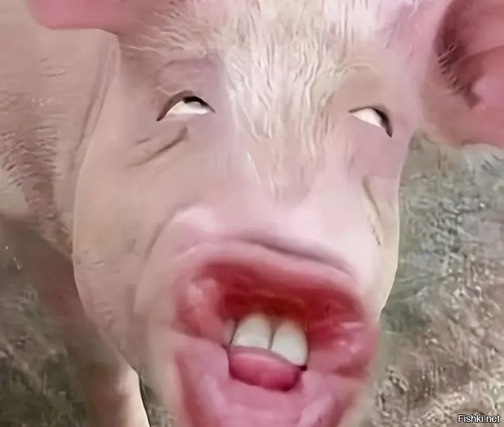 В Великобритании, в 2:30 ночи женщина увидела мигранта, который пристально см...