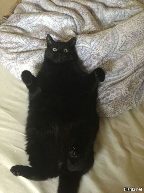 Кормить, кормить и кормить...