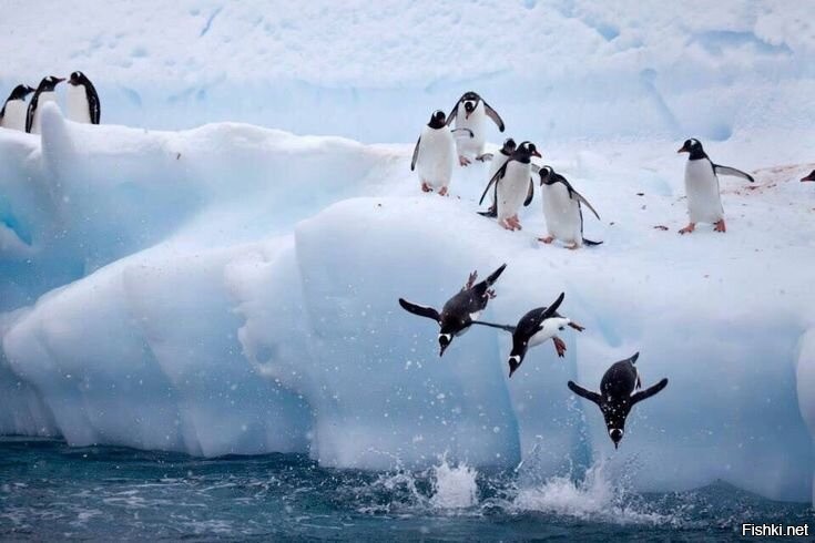Полёт пингвинов