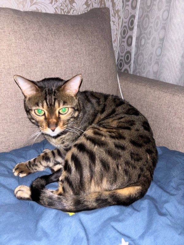 Солянка от 14.03.2026