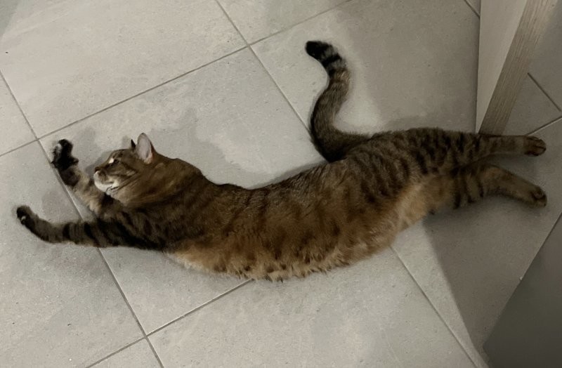 У коллеги кошечка как пума))