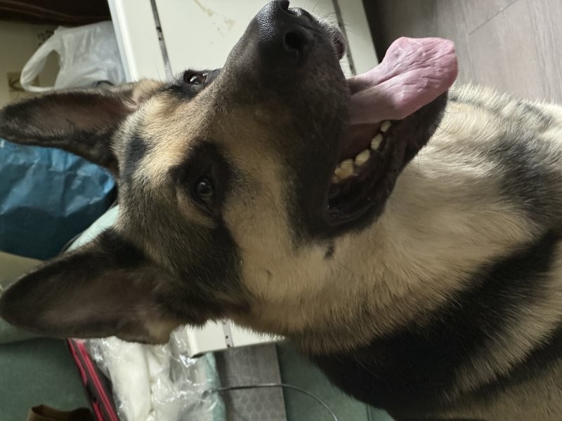 У моего близкого такой восточноевропейский красавец.
ЗКС высшей категории.
Фантик, просто Фантик