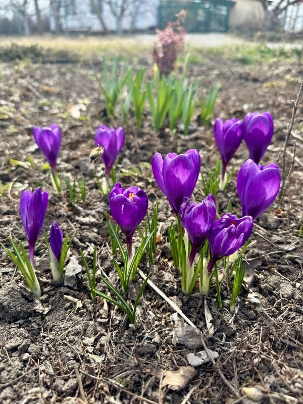 Наши прут во всю