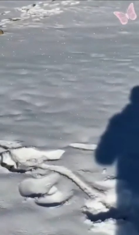 У нее походу яйца ...