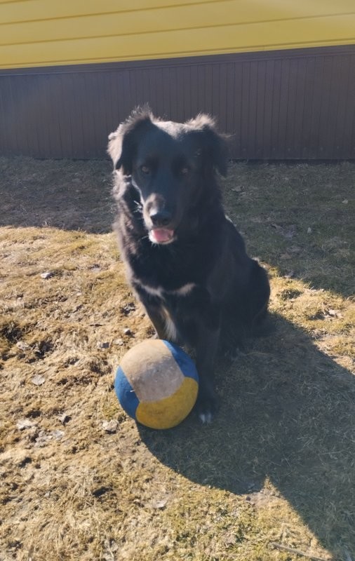 Очень трогательно. Все собаки породистые, ухоженные. Вот, прям, точно из приюта.
Я и сам слезу пустил. Скупую.
Вот, пёс с улицы. Мы с ним теперь лучшие друзья. И он - член нашей семьи. И у него самая лучшая собакинская порода)))