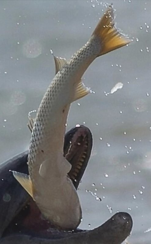 Солянка от 30.03.2026