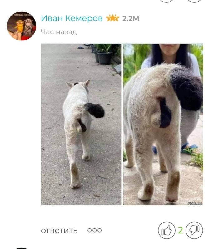 Склероз или уже деменция?