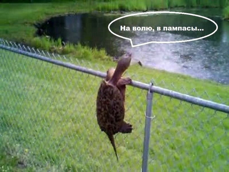 пампасская кошка