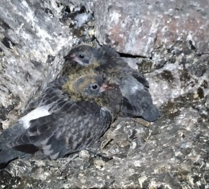 Птенцы голубей существуют, оказывается.
Неделю назад инспектировал оборудование одного из провайдеров на чердаке 16-этажного дома.
Чуть в темноте не наступил на этих, что на фото.
Пришлось окончательно увериться, что дети голубей- это не воробьи.