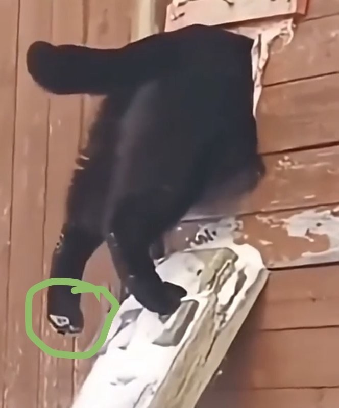 Вы зачем кота подковали?