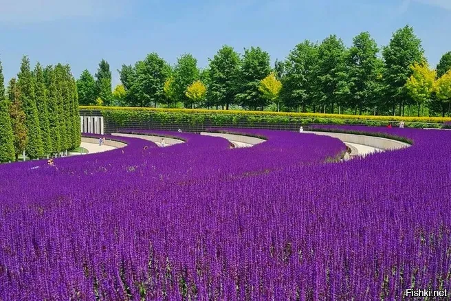 Лаванда не шалфей - не посадят.