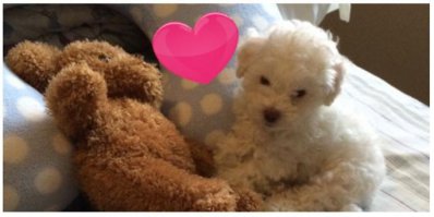 Тут с ходу и не поймёшь, кто из них игрушка)))