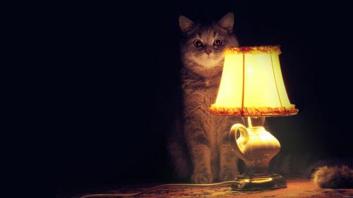  9 любопытных фактов о кошках