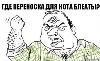 Где переноска?!