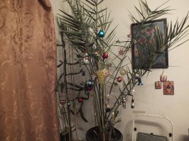 А у меня ёлки вообще нет, только сосна и немного пальма с кактусом.