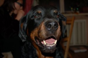 когда мой ротвейлер умирал , я с ним всю ночь сидел , под утро отошел кофе себе сделать , возвращаюсь , а она уже и умерла . Это жизнь . Всем Добра