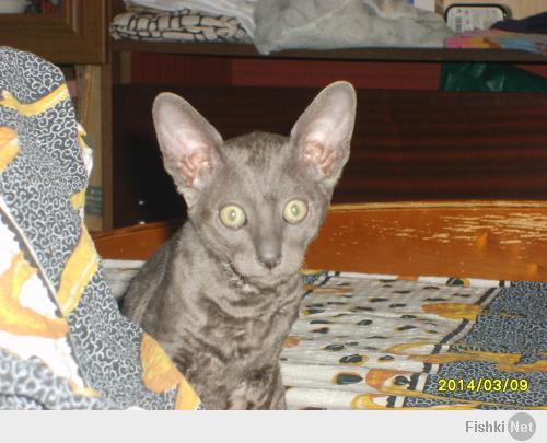 Сегодня пришел с работы, на полу крышка от сканера (даже не знал, что она снимается), а дома был только вот этот "разбойник"... :)