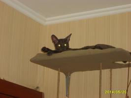 А я своему "подарку" (жена в этом году на 23-е подарила)на стене тренажер соорудил - лазает с удовольствием...