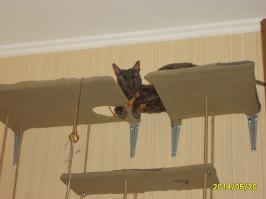 А я своему "подарку" (жена в этом году на 23-е подарила)на стене тренажер соорудил - лазает с удовольствием...