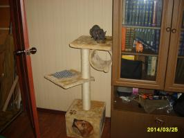 У меня дома такая же картина. Но это они просто играют