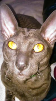 Да у меня всю жизнь собаки были, а в этом году на 23-е жена кота подарила (на аве ему 2 месяца) А  сейчас собаку гоняет.  Мыть проблема. Орет царапается, кусается. Когда собаку мою, с удовольствием наблюдает паразит   Прикольный кот, но мыть...