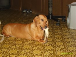 Таксы вообще отсутствием аппетита не страдают. У меня уже второе поколение- что мать, что дочь - пожрать мастерицы.