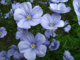 А вот лён действительно, растёт в Беларуси. :)