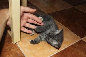 И выкинули котенка назад на дорогу... Жесть. Я когда так подобрал не смог его назад отправить, забрал домой и нашёл хозяина (у меня кошка отказывается жить с другими кошаками). Вот он до и после :)