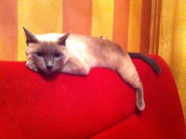 мне больше по душе тайцы!