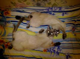 Коты, которые постигли искусство полного расслабления