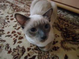 Мои соболезнования! Извините конечно, ну мне кажется что у Вас не сиамские, а тайские кошки! Вот у меня таец, хотя это одна и таже страна. Кошки немного отличаются друг от друга. У меня ещё кошечка была Чюся звали. Сестра того кота, что на фото. Умерла в 1.5 годика от эпилепсии. вот она