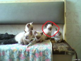 Вот эта кошечка очень похожа на мою! Может если что, мы договоримся о котёнке? Ну только не сейчас.