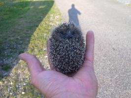 вот такое чудо искало вкусняшки у нас на даче этим летом :)