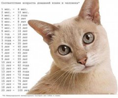 18 доказательств, что коты — многогранные личности