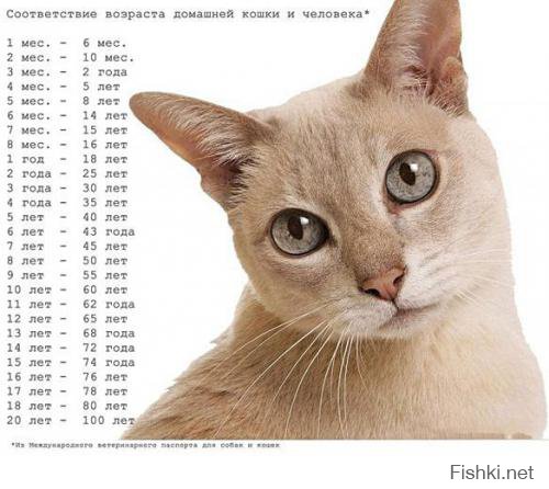 18 доказательств, что коты — многогранные личности