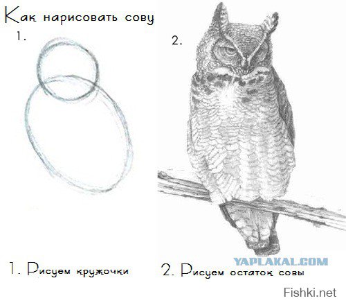 тогда нарисуем сову, что еще делать)))